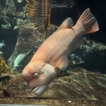 gelateria popolo. - コブダイが見られるのは珍しいです