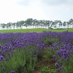 ツキサップじんぎすかんクラブ - 