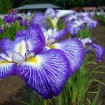 ツキサップじんぎすかんクラブ - 