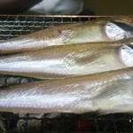 牧野 - ハタハタ