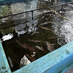 お魚処 玄海 - 玄海生簀②