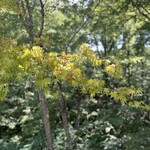 ガフロカフェ バイ フラワーフィールド - 