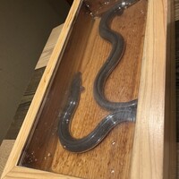 にょろ助 銀座 - 