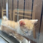 山里 - チャトラ2.キジ1の里親募集されてます。