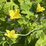 インデアンレストラン  ニューミラ - 