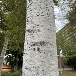 サッポロビール園 開拓使館 - 白樺いいねー