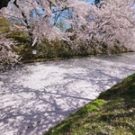 ポアブル - 弘前公園の美しい桜です