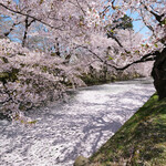 ポアブル - 弘前公園の美しい桜です