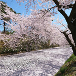 ポアブル - 弘前公園の美しい桜です