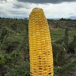 ヒゴタイフルーツ - 