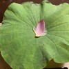 とうふ屋うかい - 松前とうふ