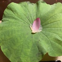 とうふ屋うかい 鷺沼店 - 松前とうふ