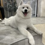 Samoyed Lounge moffu - 