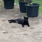 ソノダコーヒー - 前庭