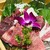 個室 刺しと寿司 食べ放題 たてがみ - 料理写真: