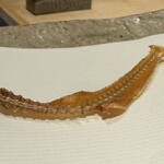 ぬま田 - 【 鱚の骨せんべい 】