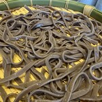 東京とろろそば - 料理写真: