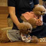 割烹旅館　志みず - 