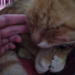 楽楽 - 起きない。