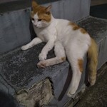 楽楽 - コロン様