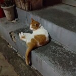 楽楽 - コロン様