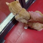 楽楽 - オールグリーン☆