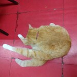 楽楽 - マロン様