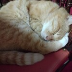 楽楽 - マロン様　店に入ったら、こんな子いて……もう、その時点で昇天キャットでしたわ。笑笑