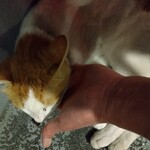 楽楽 - コロン様タッチ☆