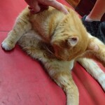 楽楽 - マロン様タッチ