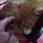 楽楽 - 撫で撫で☆