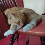 楽楽 - スリーピング マロン様