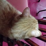 楽楽 - マロン様ロックオン