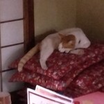 楽楽 - コロン様…落ちそう