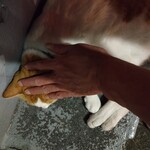 楽楽 - コロン様タッチ☆