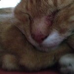 楽楽 - ドアップ☆