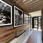 GRAPEREPUBLICINC. VINERIA SALONE - 