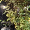 月光荘サロン 月のはなれ - 