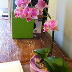 SONKA - 鮮やかなミニ胡蝶蘭(Cloud-Leopard系?) 2014.10.19