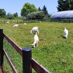 ドメーヌレゾン - 本店の方の子山羊ちゃん