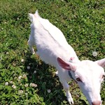 ドメーヌレゾン - かわいい