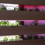 PIZZA ガレリア - 