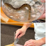 天富良 天露 - 活ギンポ
以前は江戸前の天ぷらとしていただいていたギンポも、今では口にする機会はほとんどなくなった高級食材！
活けのままご主人が捌いて天ぷらにされます♪