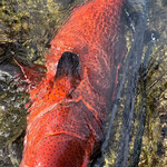 くすのき - 魚突きでとってもらったコクハンアラ富山初上陸