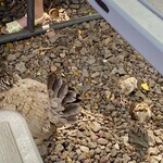 Giovanni's Shrimp Truck - 足元を鶏の親子が歩いています