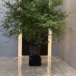 オールデイダイニング セリーズ - 