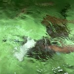 大津屋 - 生簀の真鯛