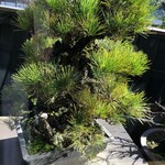 うなぎ亭 友栄 - 