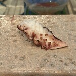 正寿司 - 料理写真: