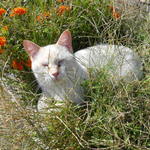 くしだ蔵 - 下田港